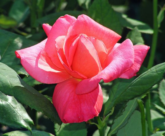 Marijke Koopman photo mk2013_07050048_zpsec75adaf.jpg